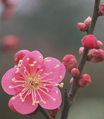 梅花花语（梅花——坚韧不拔的生命力与希望）