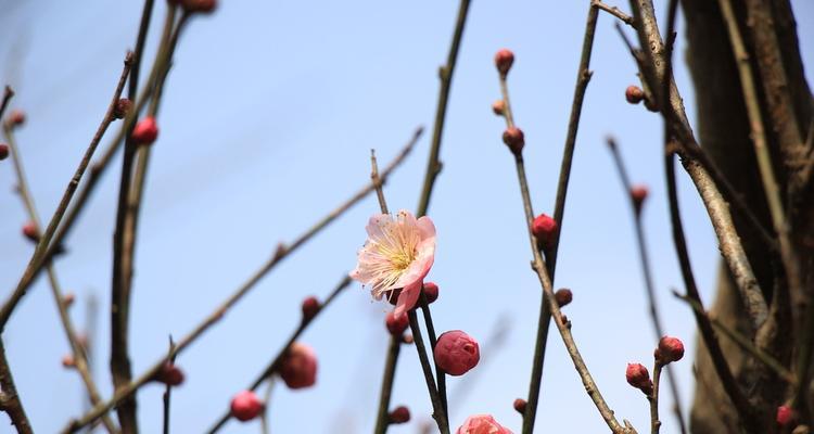 梅花与人的象征（探寻梅花在文化中的象征意义）