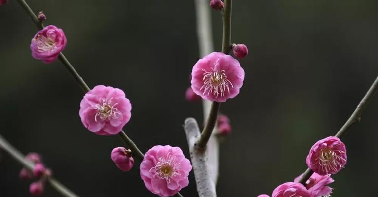 梅花之美（探索梅花不同颜色与其象征意义的奥秘）