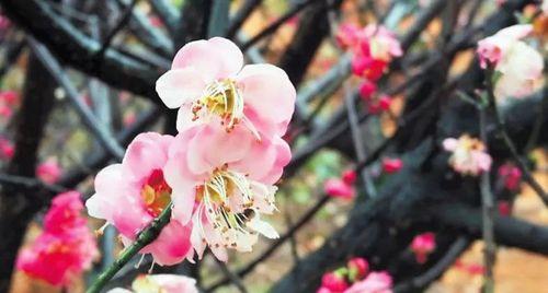 梅州市花梅花的象征寓意（梅花之美）