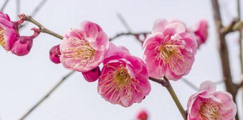 梅州市花梅花的象征寓意（梅花之美）