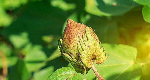 以棉花代表什么生肖（揭示棉花象征的十二生肖之谜）