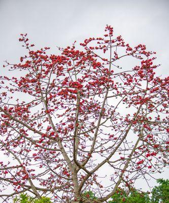 探寻棉花的花语之美（探索棉花的意义与象征）