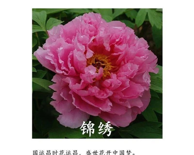 探寻牡丹吊兰的花语与代表意义（解读吊兰的美丽与神秘）