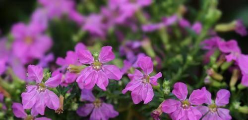 菩提花的花语及其寓意（探索菩提花的深层含义与神奇力量）