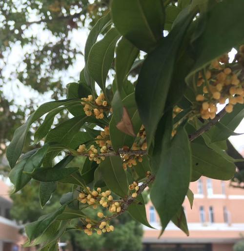 日照市花桂花的象征意义（传承千年的芬芳）