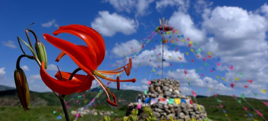 山丹花的寓意与象征（探寻山丹花的美丽内涵）