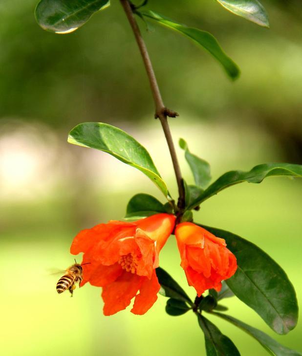 石榴花与十二生肖的奇妙关联（揭秘石榴花所代表的十二生肖谜团）