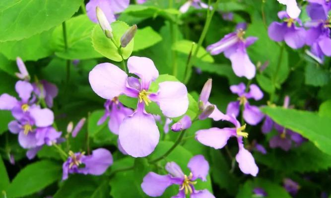 以牡丹花代表安静优雅的花卉之美（探寻牡丹花的独特魅力与内涵）