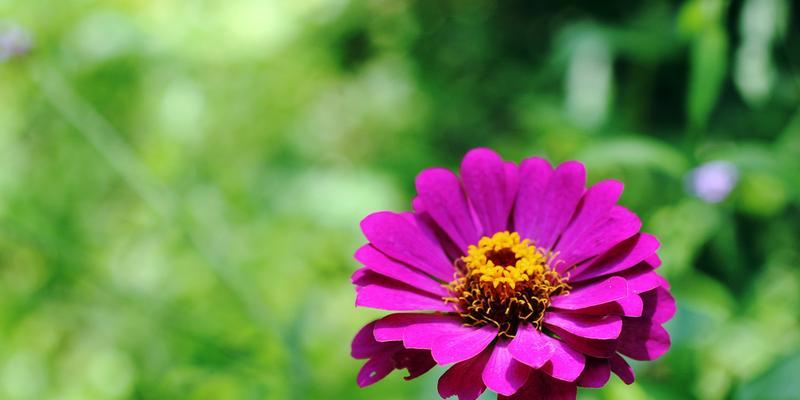 以菊花代表成功（揭示菊花的独特象征意义）