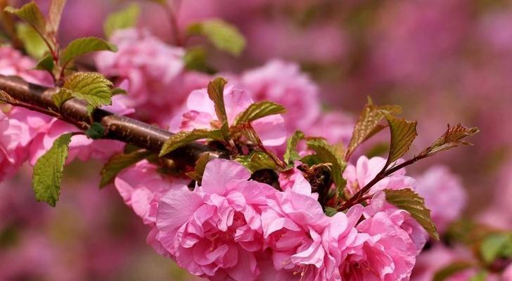 春天的花语（花开的季节）