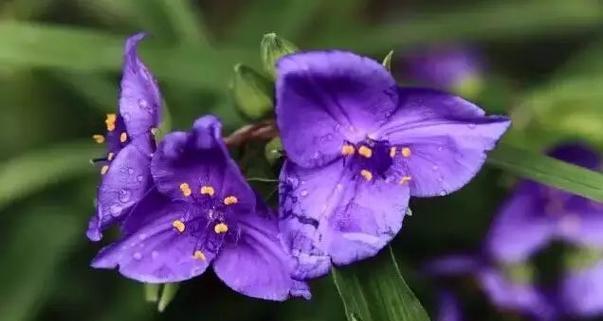 花语道歉，化解心结（以鲜花表达对不同场合道歉的方式）