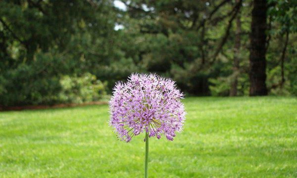 孤独忧郁之花（一朵花的孤独）