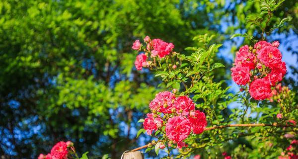 花语中的离别（传情的极致哀伤）