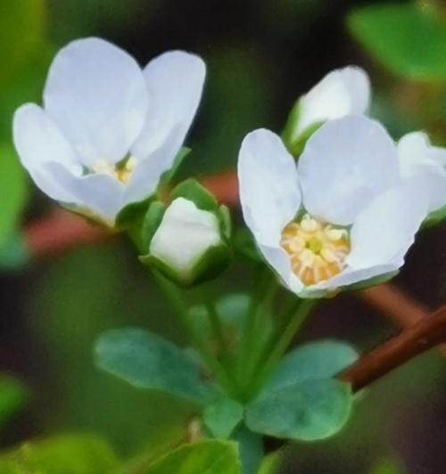 生命之花（以花为媒介）