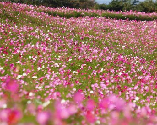 幸运花之谜（探寻花朵背后的幸运密码）