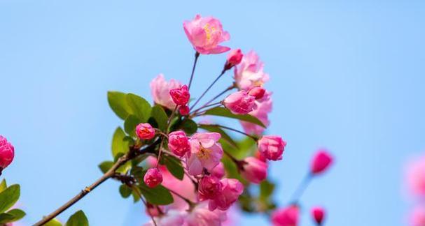 以百合花代表优雅气质（从花瓣到花蕊）