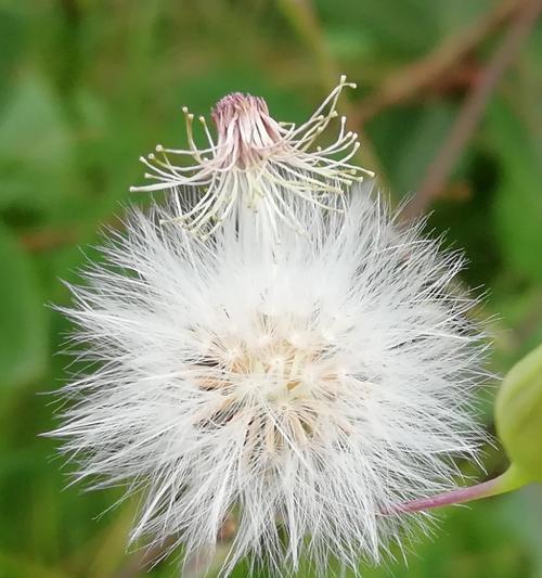 用百合花寓意重新开始（迈向新生的希望之花——百合花的象征意义与启示）