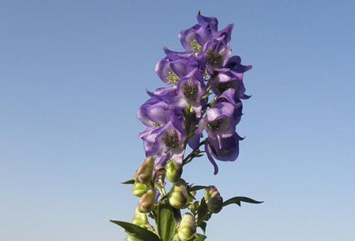 以玫瑰花为主题的傲慢花语（傲慢背后的花朵魅力与自豪）