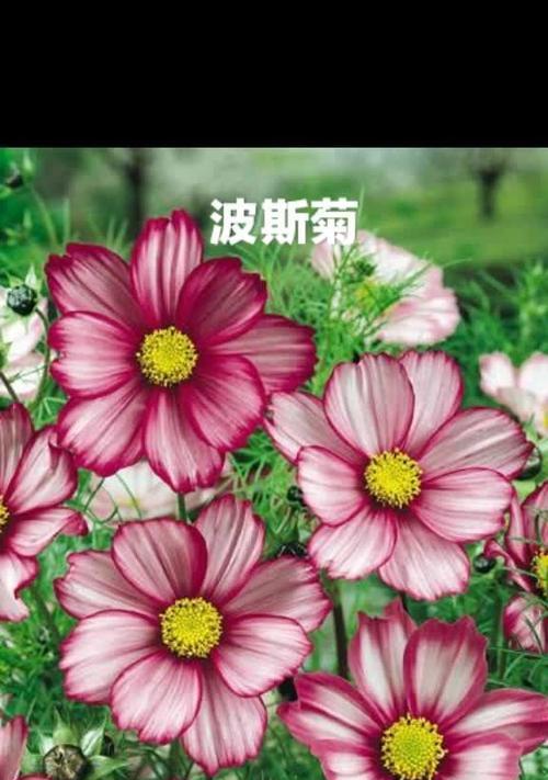 以玫瑰花的花语为表白主题的文章（用花语传达爱意）