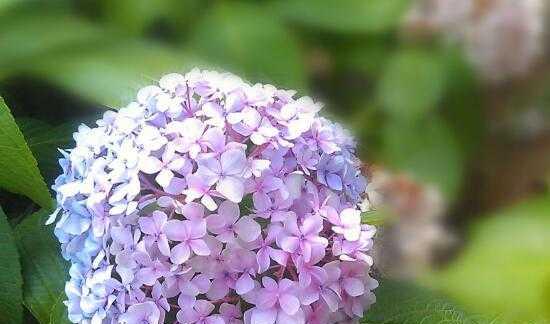 单纯之美——百合花的花语（探寻纯洁）