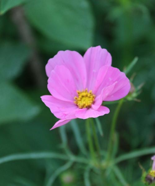 以百合花的花语单纯善良为主题的文章（探寻百合花的花语及其象征的美德）