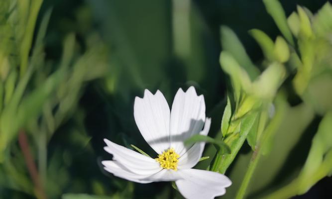 以百合花的花语单纯善良为主题的文章（探寻百合花的花语及其象征的美德）