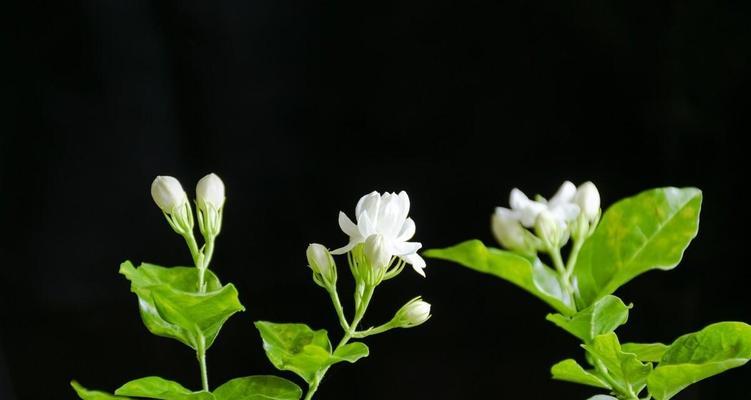 单身花语之玫瑰花（揭秘玫瑰花背后的单身花语之谜）