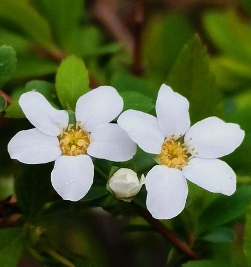 等你回来——以百合花的花语为主题（百合花语传达的深情等待和坚定期待）