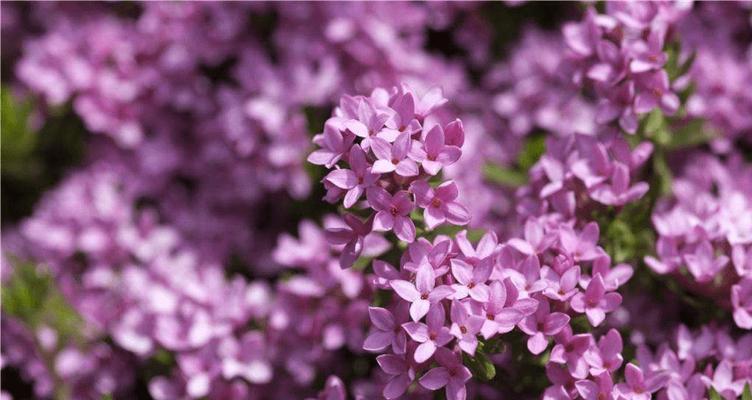 等你回来——以百合花的花语为主题（百合花语传达的深情等待和坚定期待）