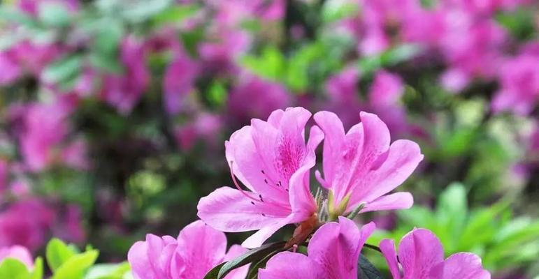 归来之花——以百合花的花语为主题（百合花的花语及其象征的回归之美）