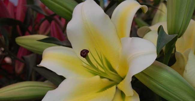 和平之花——以橄榄花为主题的花语（和平的象征与寓意）