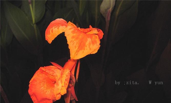 黑夜中的光明——以向日葵的花语为主题（向日葵）