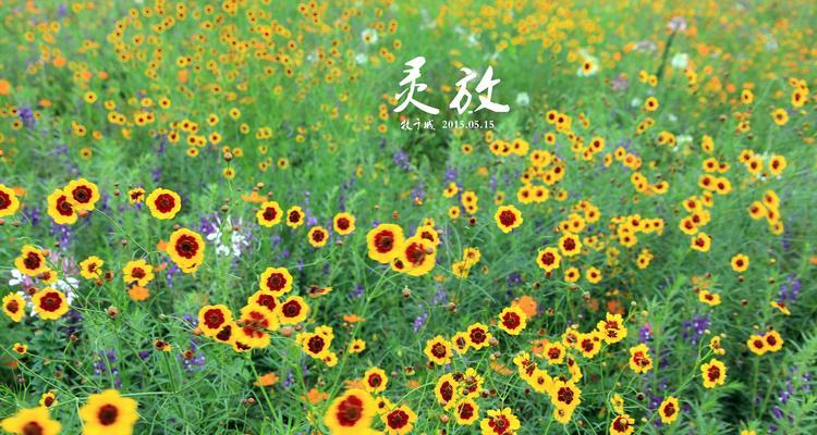 默默的爱——以百合花的花语为主题（用百合花的花语诠释默默的爱）