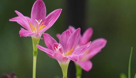 默默的爱——以百合花的花语为主题（用百合花的花语诠释默默的爱）