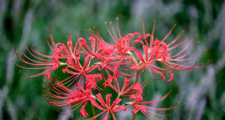 善良之花（以百合花的花语为主题）