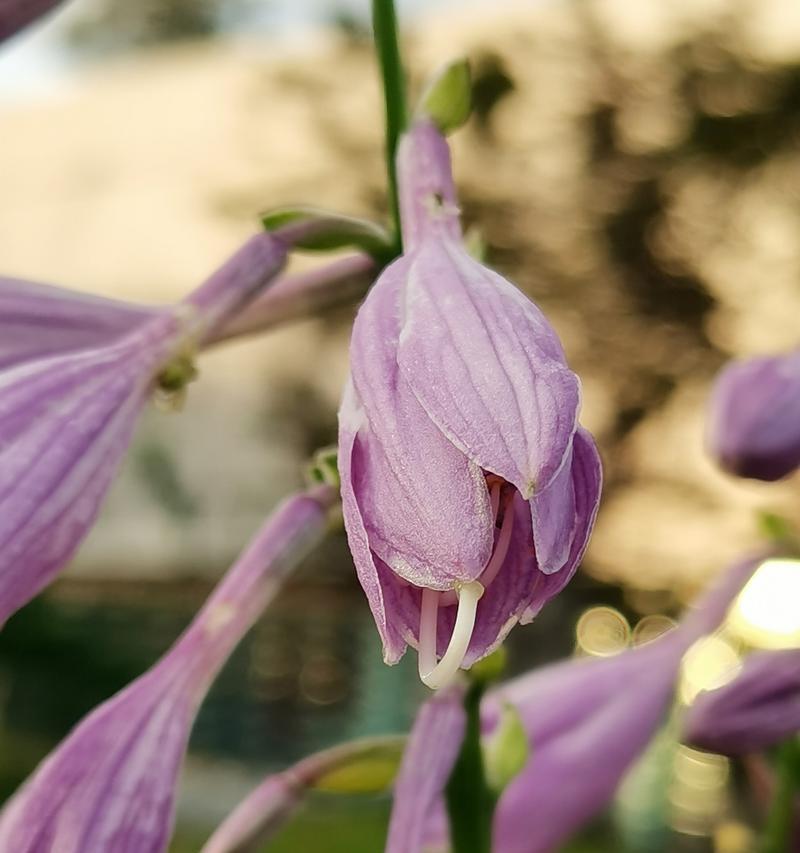 思念之花——以相思花的花语为主题的文章（相思花）