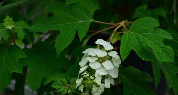 团结之花，开放着友谊的花篮（和谐团结）