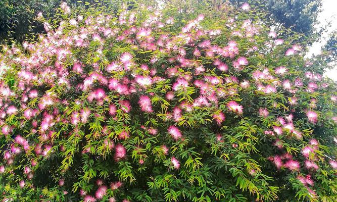 团圆美满的花语——以菊花为例（菊花的花语与团圆美满的寓意）