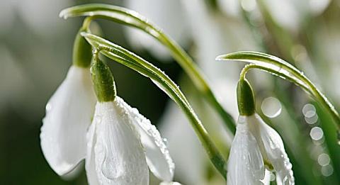 花语晚安——以月季花为主题的晚安文章（用月季花的花语给你一个甜美的晚安祝福）