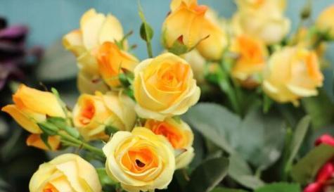 思念之花——以玫瑰花为载体的思念表达（催人泪下的思念之花）