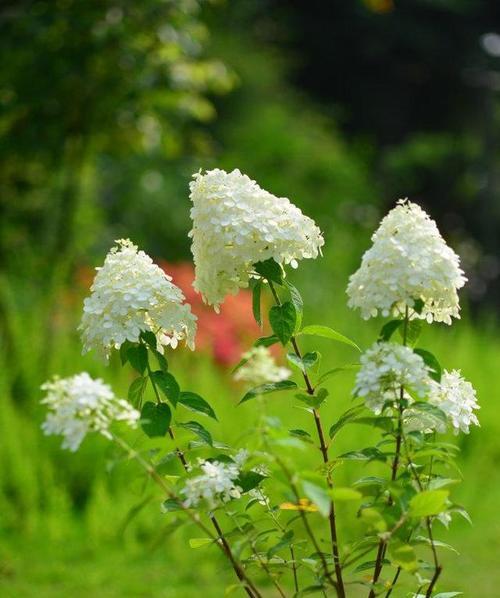 相信之花（用百合传递信任和坚定信念的力量）