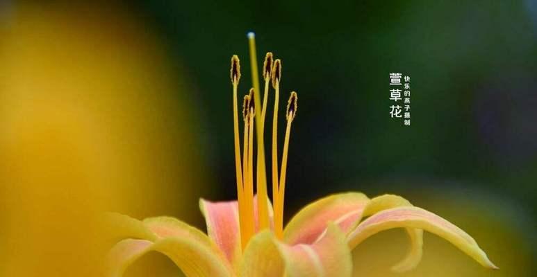 虚幻之花——玫瑰的花语（揭秘玫瑰花语的神秘面纱）