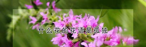 永恒之花——玫瑰的花语（传递爱情）