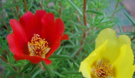 拯救的花语-以百合花为例（百合花）