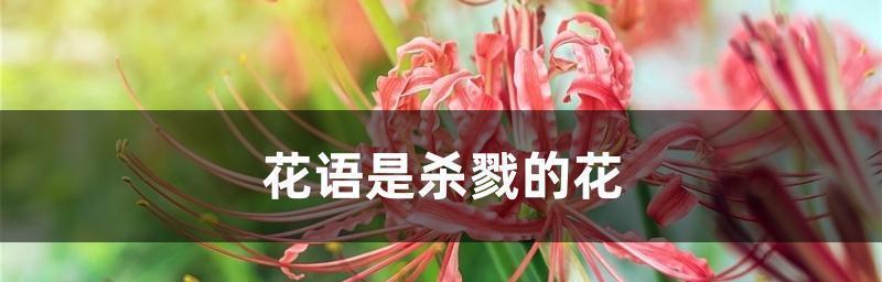 以康乃馨花语为祝福的花束（传递祝福）