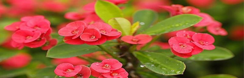 铁海棠花的花语象征与寓意（铁海棠的美丽与坚韧）