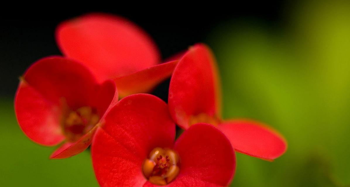 铁海棠花的花语象征与寓意（铁海棠的美丽与坚韧）