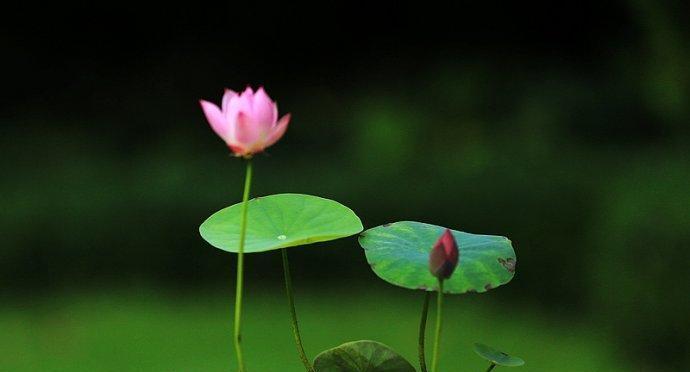 碗莲花的花语与寓意（探寻碗莲花的美丽与深意）