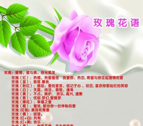 西兰花的花语与意义（探索西兰花的象征与传达）